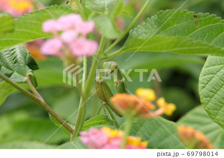 ランタナに潜むオオカマキリ 69798014