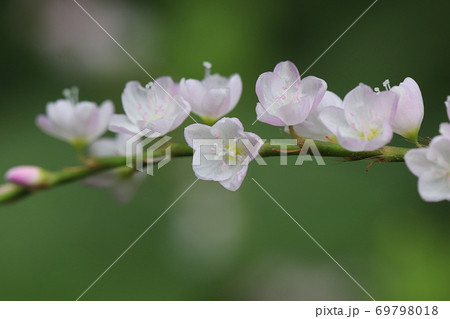 サクラダテ 69798018