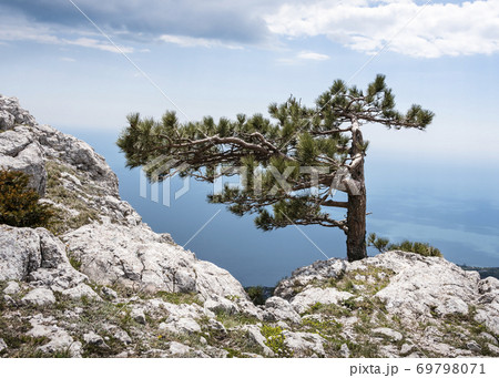 Crimean Pine tree with curved branches on top of the mountain on the background of cloudy sky 69798071