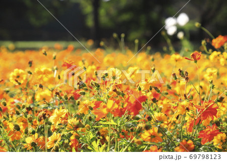 花畑のキバナコスモス 69798123