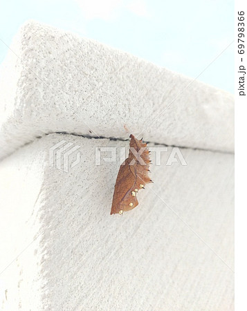 蝶のさなぎ 69798366