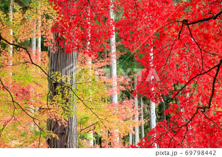 杉林と紅葉のモミジ 69798442