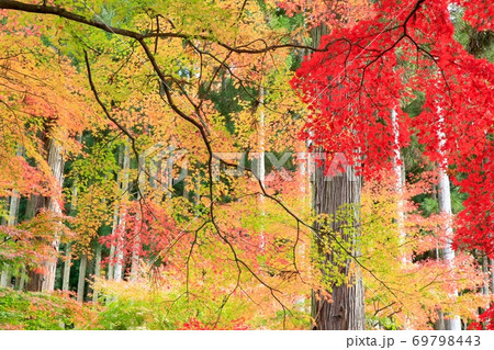 杉林と紅葉のモミジ 69798443