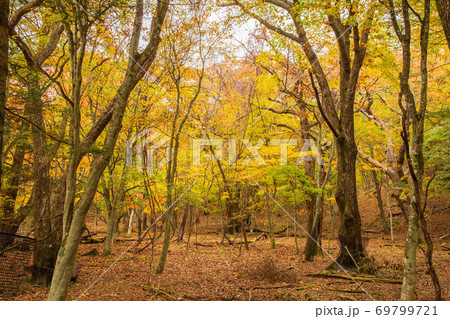 秋深まる紅葉の奥日光 竜頭ノ滝周辺 秋深まる紅葉の奥日光 竜頭ノ滝周辺 69799721