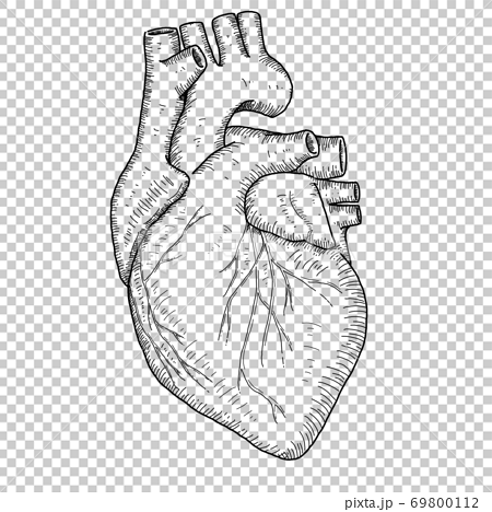 心臓のイラストのイラスト素材