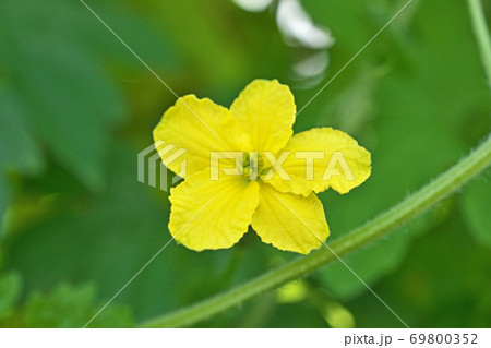 黄色いゴーヤの花 黄色いゴーヤの花 69800352