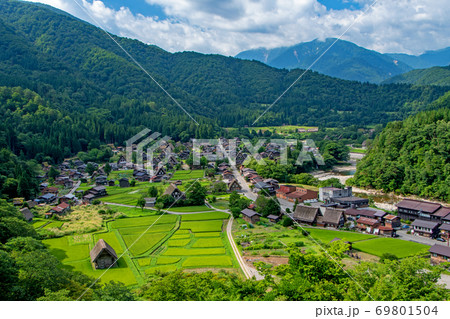 夏、稲穂が出始めた白川郷を展望台から望む 69801504