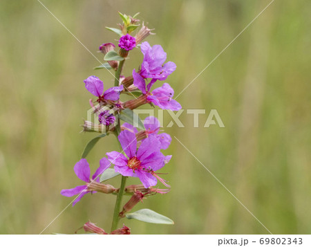 ミソハギの花 69802343