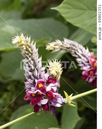クズの花 69802351