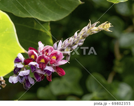 クズの花 69802355