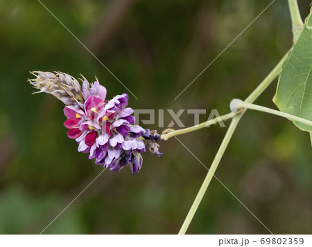 クズの花 クズの花 69802359