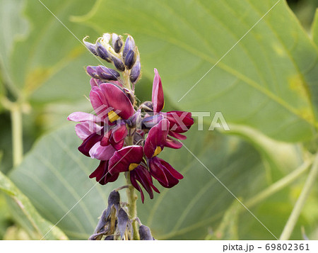 クズの花 69802361