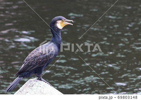 Japanese Cormorant, Temminck's Cormorant, Phalacrocorax capillatus, Umiu, on a breakwater 69803148