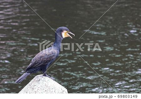 Japanese Cormorant, Temminck's Cormorant, Phalacrocorax capillatus, Umiu, on a breakwater 69803149