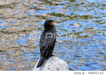 Japanese Cormorant, Temminck's Cormorant, Phalacrocorax capillatus, Umiu, on a breakwater Japanese Cormorant, Temminck's Cormorant, Phalacrocorax capillatus, Umiu, on a breakwater 69803150