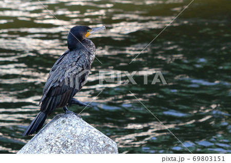 Japanese Cormorant, Temminck's Cormorant, Phalacrocorax capillatus, Umiu, on a breakwater Japanese Cormorant, Temminck's Cormorant, Phalacrocorax capillatus, Umiu, on a breakwater 69803151