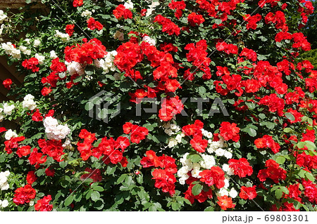 満開のつるバラ　薔薇　ばら 69803301