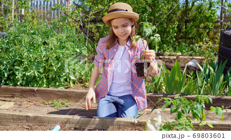 teen girl in hat planting seedlings teen girl in hat planting seedlings 69803601