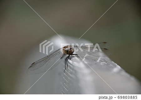 ベンチで休む赤とんぼ 69803885