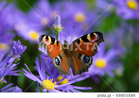 9月上野ファームのクジャク蝶 9月上野ファームのクジャク蝶 69803886