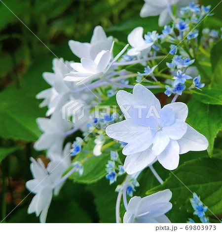 梅雨の横から見た白いあじさい 69803973