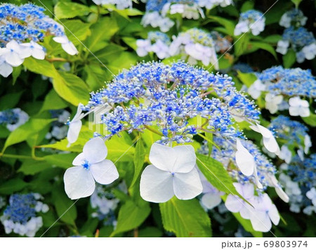 咲き乱れる梅雨のあじさい 咲き乱れる梅雨のあじさい 69803974