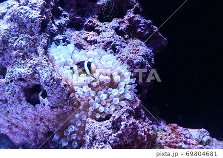 水族館の人気者　一度は行きたい 69804681