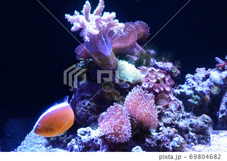 水族館の人気者　一度は行きたい 69804682