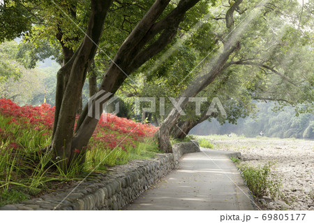 巾着田曼珠沙華 巾着田曼珠沙華 69805177