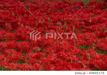 巾着田曼珠沙華 巾着田曼珠沙華 69805179