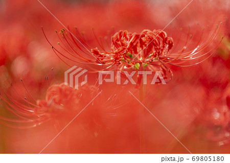 巾着田曼珠沙華 69805180