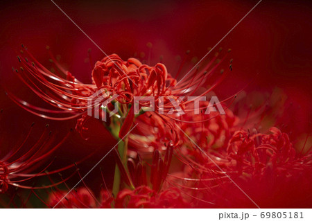 巾着田曼珠沙華 69805181