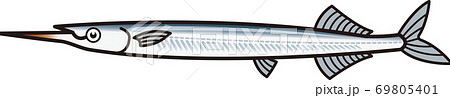 サヨリ 針魚 69805401