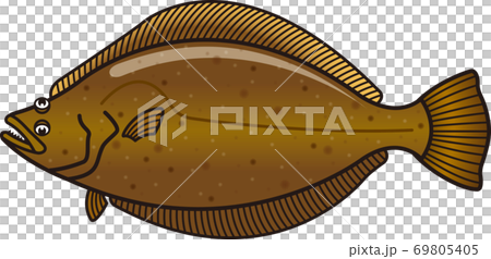 ヒラメ 平目 69805405