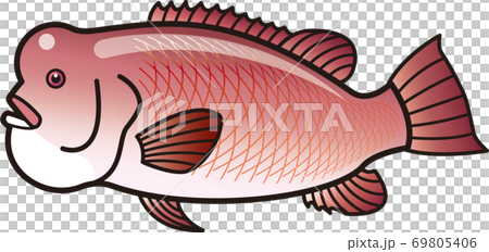 コブダイ(カンダイ) 瘤鯛 コブダイ(カンダイ) 瘤鯛 69805406