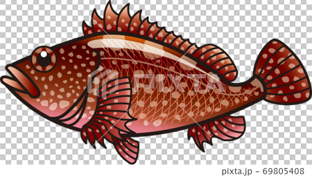 カサゴ（ガシラ） 笠子 69805408