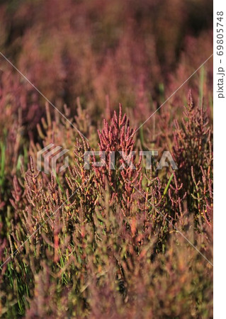 サンゴ草（北海道網走市卯原内） 69805748