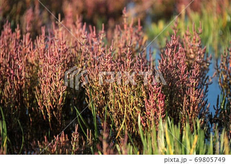 サンゴ草（北海道網走市卯原内） 69805749