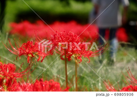 山田池公園：秋の田園の花：ヒガンバナ:曼珠沙華：赤:白色 69805936