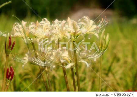 山田池公園:秋の田園の花:ヒガンバナ:曼珠沙華:赤:白色 山田池公園:秋の田園の花:ヒガンバナ:曼珠沙華:赤:白色 69805977