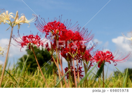 山田池公園:秋の田園の花:ヒガンバナ:曼珠沙華:赤:白色 山田池公園:秋の田園の花:ヒガンバナ:曼珠沙華:赤:白色 69805978