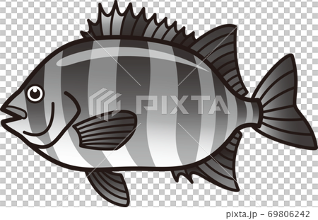 Striped beakfish Ishidai Striped beakfish Ishidai 69806242