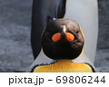カメラ目線のペンギン 69806244