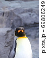 カメラ目線のペンギン 69806249