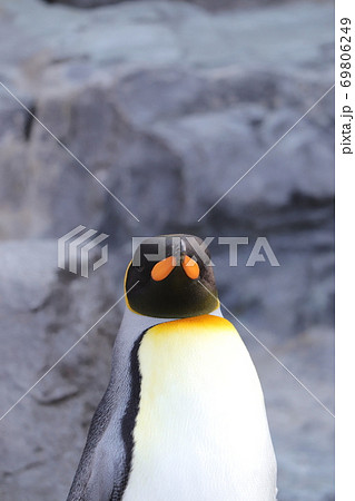 カメラ目線のペンギンの写真素材