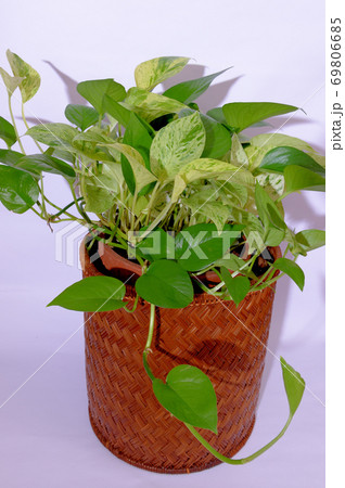 観葉植物 斑入りポトス 籐製鉢カバーの写真素材