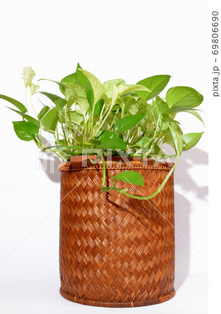 観葉植物 斑入りポトス 籐製鉢カバーの写真素材
