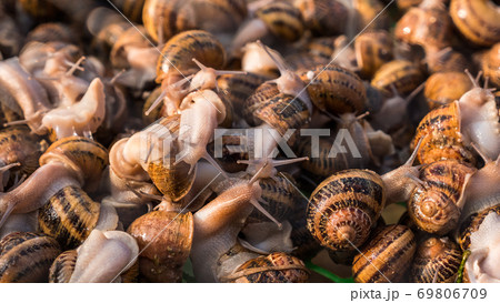 Snail farm - lots of animals in the tray Snail farm - lots of animals in the tray 69806709