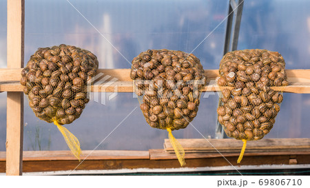 Bags of snails are on the shelf in the vault. Snail farm Bags of snails are on the shelf in the vault. Snail farm 69806710