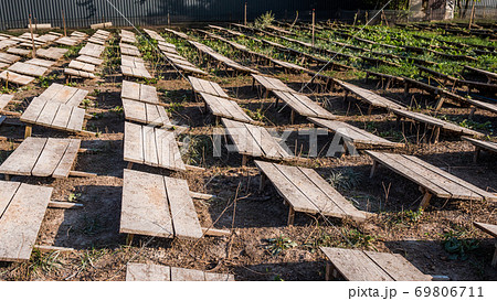 Field where snails are grown, boards protect animals from the sun 69806711